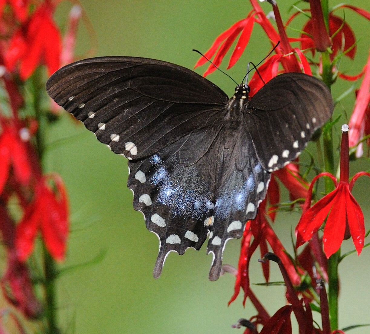 This spicebush swallowtail, as well as the black swallowtail and some dark-colored tiger swallowtails (the females), might have spot patterns that make them resemble mourning cloaks from a distance, but a closer inspection will show that all swallowtails have spots lining the rear fringe of the wing. The mourning cloak has solid-yellow fringe. Also, all the swallowtail species have a tail on each hindwing trailing edge. The mourning cloak has a small triangular bump on each trailing edge of the hindwing.